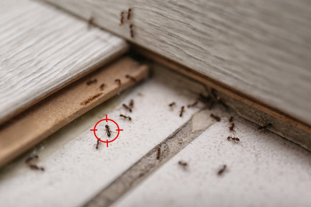 Best Pest Removal Services  in Troy, MI